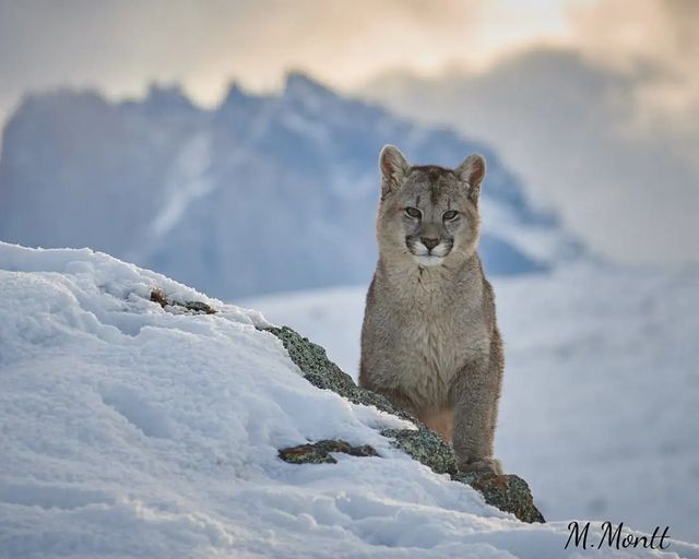 Hello climber. - Puma, Small cats, Cat family, Predatory animals, Animals, Wild animals, wildlife, Nature, Patagonia, South America, The photo, Snow, The mountains