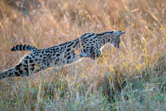 The female serval is hunting - Serval, Small cats, Cat family, Mammals, Animals, Wild animals, wildlife, Nature, Reserves and sanctuaries, Masai Mara, Africa, The photo, Hunting, Mining, Mouse