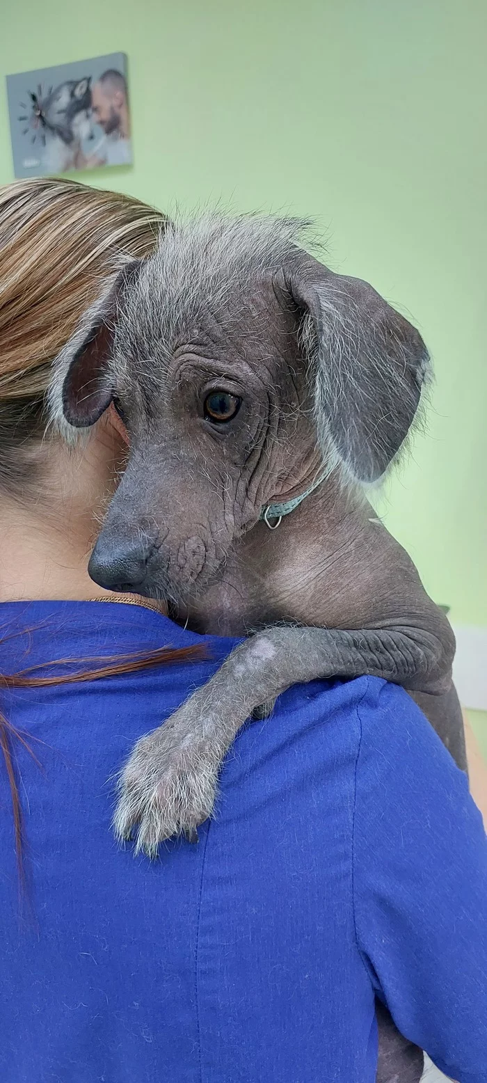 Doctor, help me, my foot hurts ((Cone? Treatments? Pills? - My, Xoloitzcuintli, Vet, Injury, Muzzle, Dog, Longpost