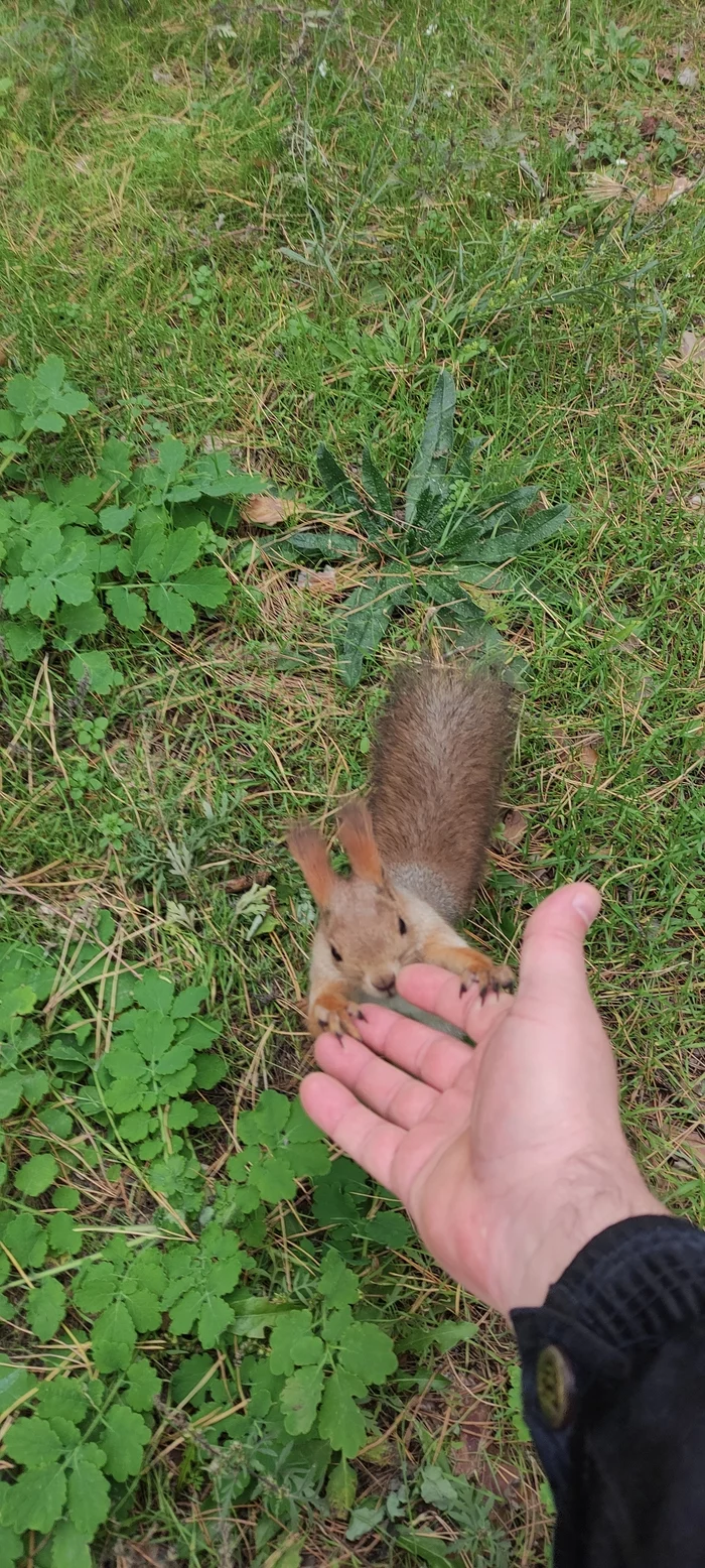 Met a palmist in the park - My, Squirrel, The park, Longpost