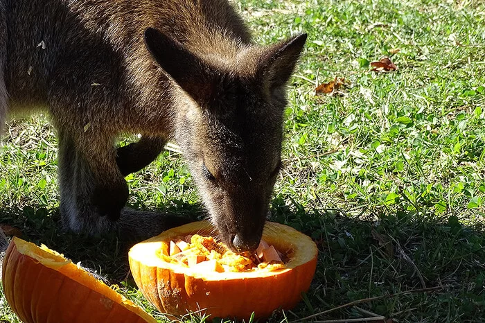 Environment enrichment for kangaroos (examples found in open sources) - My, Biology, Zoo, Enrichment, Well-being, Kangaroo, Toys for animals, Longpost