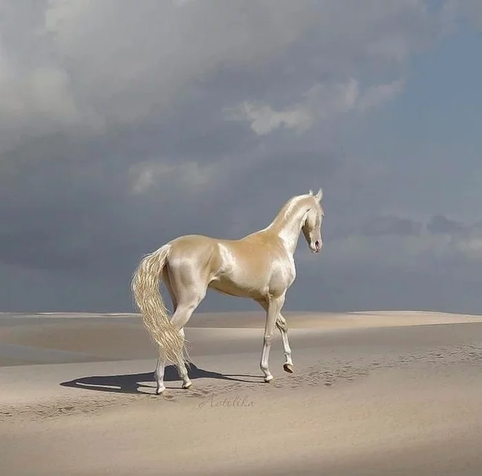 Horse - AKHAL-TEKE - Horses, Images, beauty, Breed, Desert, Repeat