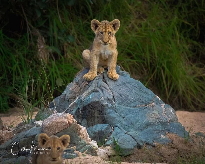 king of the hill - a lion, Rare view, Big cats, Cat family, Mammals, Animals, Wild animals, wildlife, Nature, Kruger National Park, South Africa, The photo, Lion cubs, A rock