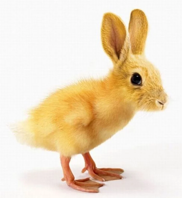 duck-rabbit - Humor, Images