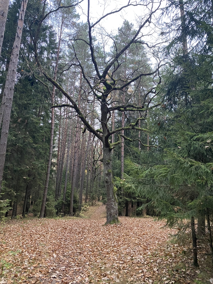И днём и ночью кот учёный, всё ходит по цепи кругом