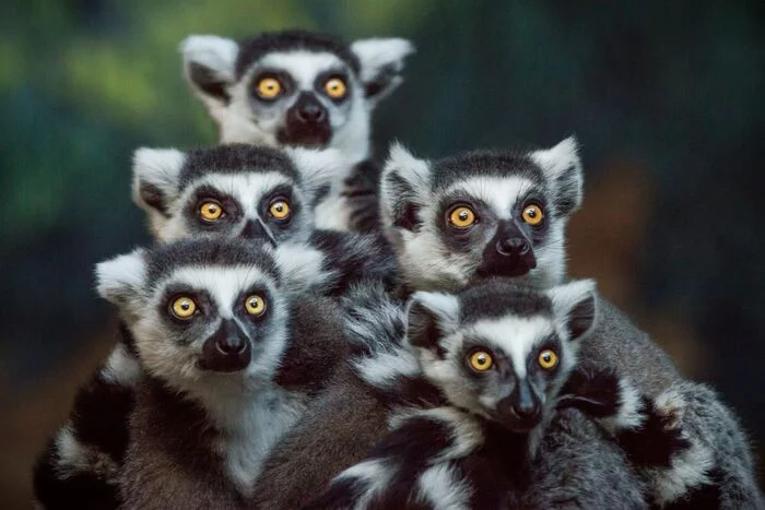 Gang of lemurs - Lemur, Primates, Madagascar, Wild animals, wildlife