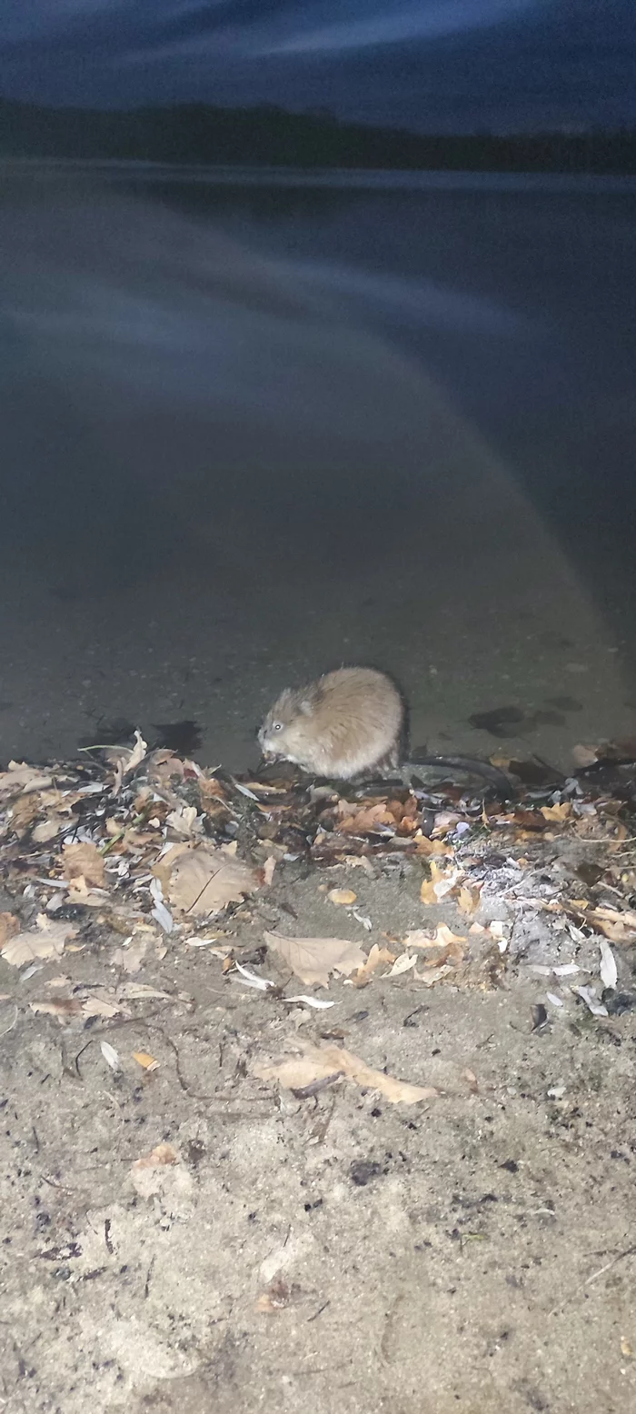 Fearless muskrat - My, Muskrat, Animals, Lake, Rodents, Rat, Longpost