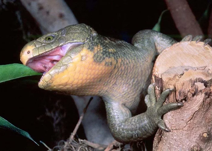 Chain-tailed Skink: Live birth, strong families, and caring for children. Almost human love in formidable lizards - Skink, Lizard, Reptiles, Animal book, Longpost