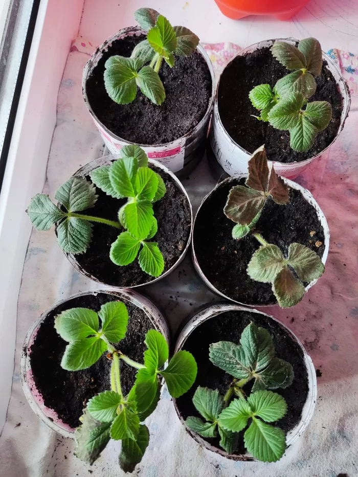 Strawberries on the windowsill - My, Strawberry (plant), Business, Experiment, Longpost