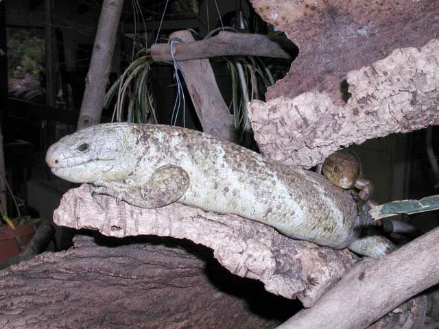 Chain-tailed Skink: Live birth, strong families, and caring for children. Almost human love in formidable lizards - Skink, Lizard, Reptiles, Animal book, Longpost