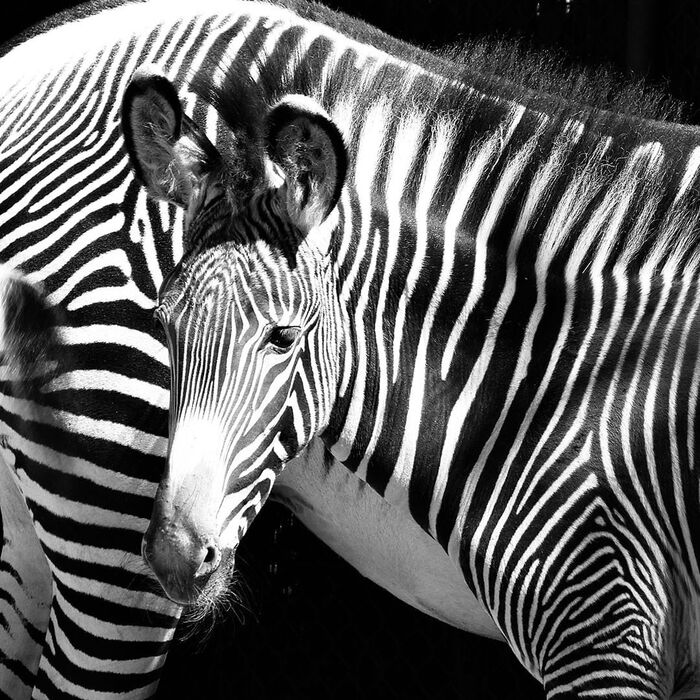 Soul to soul, stripe to stripe :) - zebra, Zoo, Stripes, Young, Artiodactyls, France