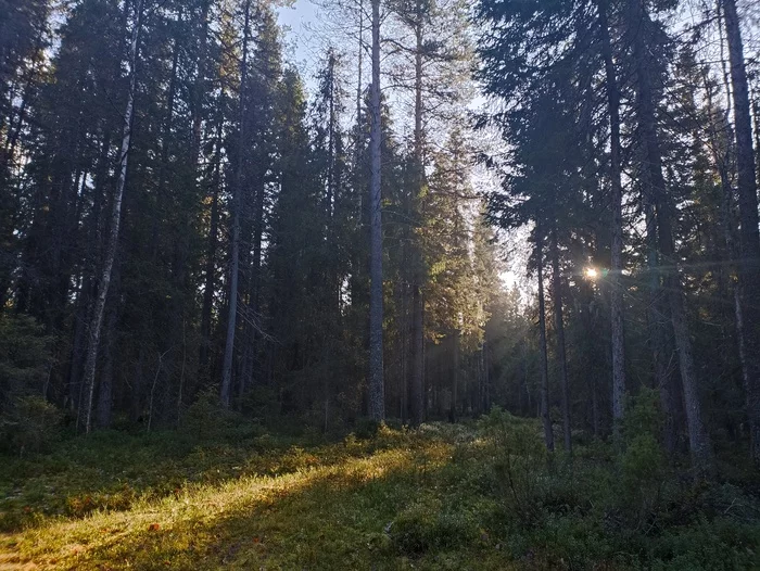 Traditional Sunday walk in the woods - My, Forest, The sun, The photo, Photo on sneaker, Autumn, Arkhangelsk, Longpost