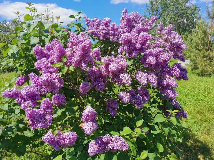Lilac - My, Lilac, The photo, Mobile photography, Bushes