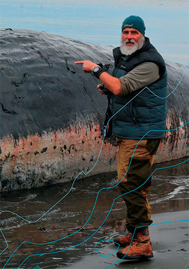 Whales in a trap - Research, Nature, Sperm whale, Kurile Islands, Longpost