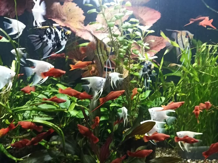 My fish - My, Angelfish, Swordtail, Aquarium, Aquarium plants