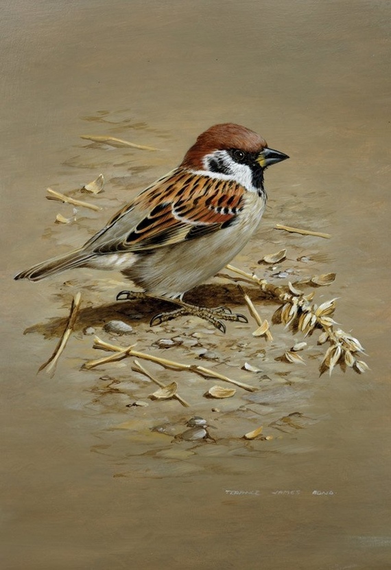 Terance James Bond - Birds, Animalistics, Art, Acrylic, Art, Artist, Longpost