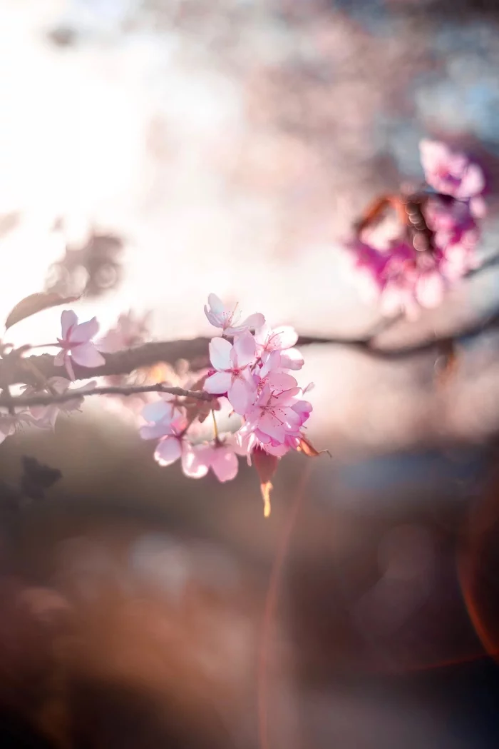 Sakura - My, Sakura, Spring, The photo, Nature, Photographer, Japan, Bloom, Botanical Garden, Flowers