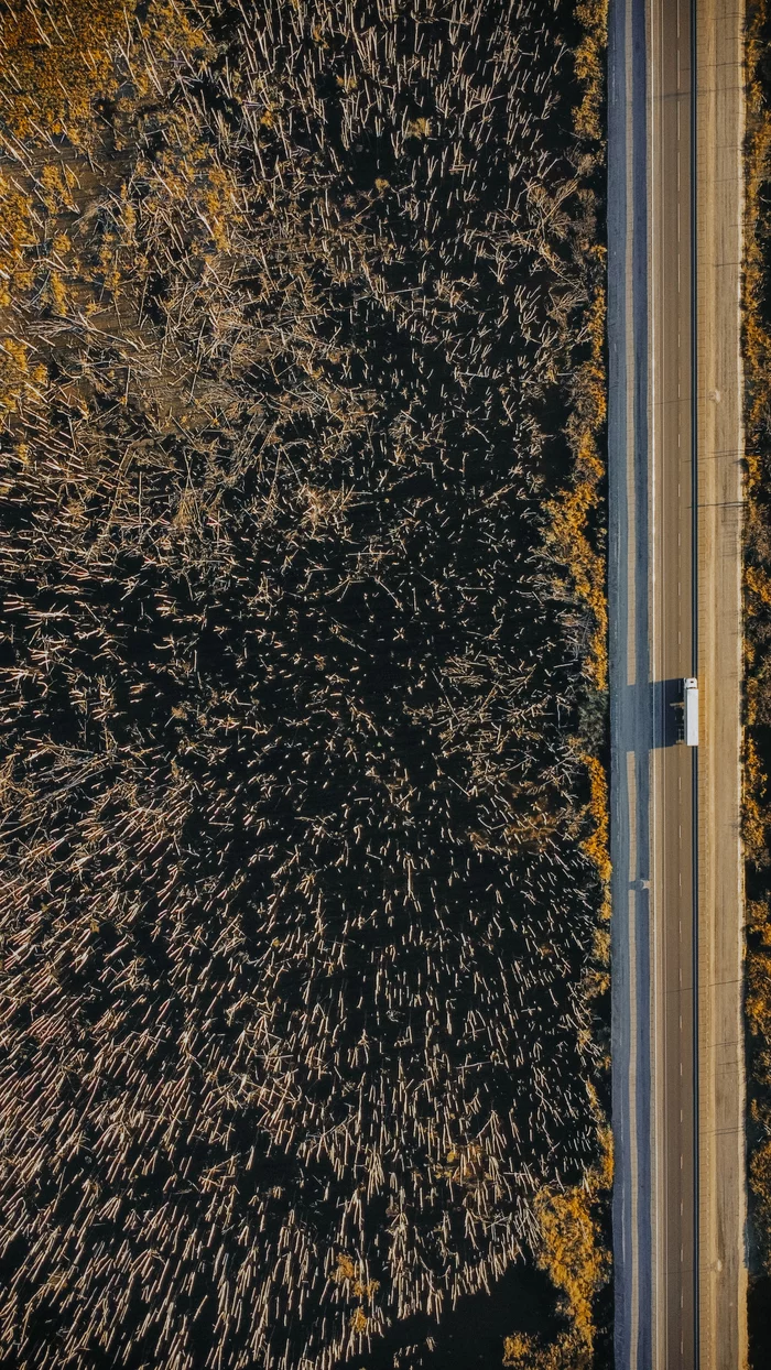 Highway R-402 - My, Track, Road, Wagon, Birch, Swamp, Aerial photography, DJI mini 2