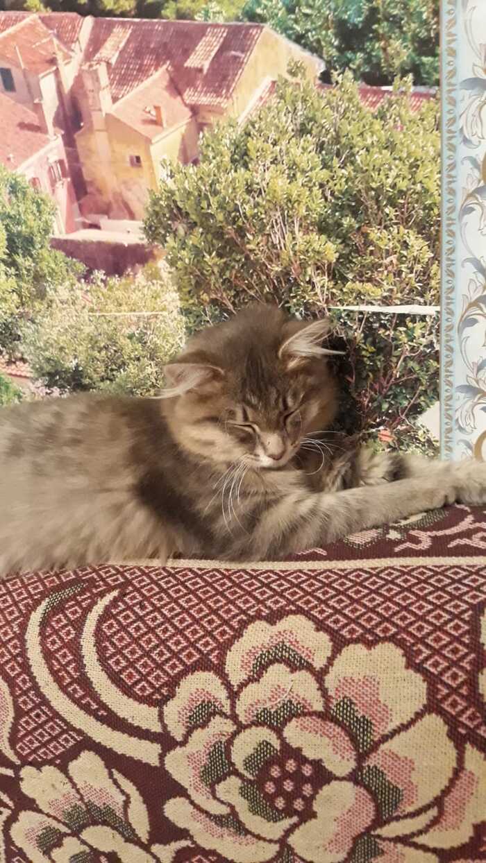 My Lianka - cat, Sofa