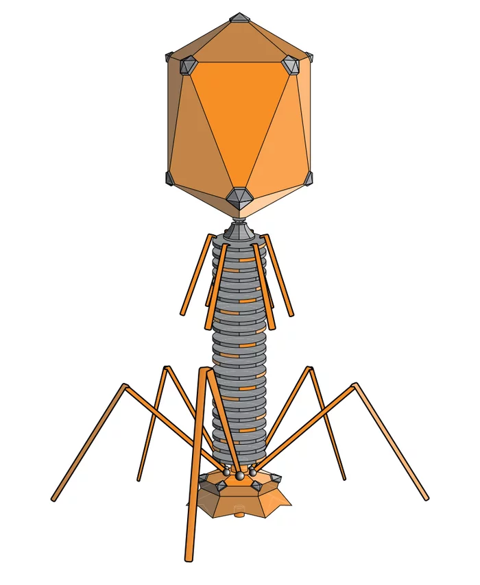 bacteriophages - bacteriophage, The science, Models, Biology, Virus, Nauchpop, Longpost