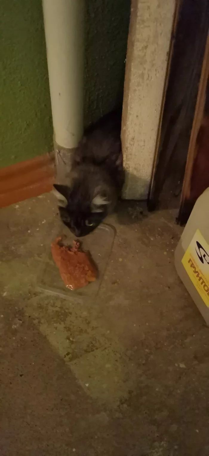 Found a cat - My, cat, Homeless animals, No rating, Permian, Found a cat