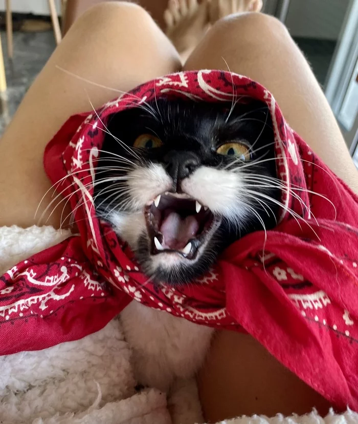 Granddaughter Marusenka is growing up :) - Longpost, Pets, Tricolor cat, Fluffy, Milota, cat, My