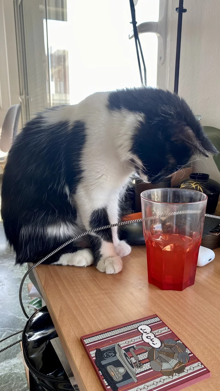 Granddaughter Marusenka is growing up :) - Longpost, Pets, Tricolor cat, Fluffy, Milota, cat, My