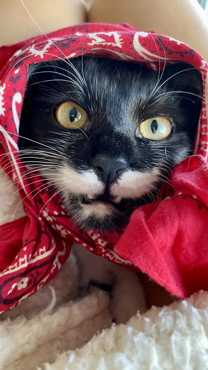 Granddaughter Marusenka is growing up :) - Longpost, Pets, Tricolor cat, Fluffy, Milota, cat, My