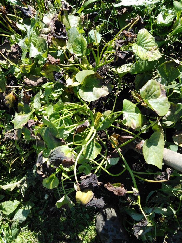 Harvest 2022. Tropical fruit grown on the 57th parallel - My, Ural, Yekaterinburg, Garden, Garden, Harvest, Sweet potato, Longpost