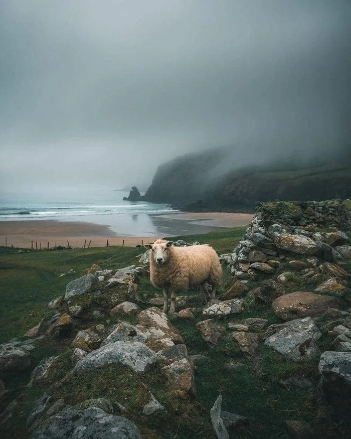 Ireland - Ireland, Fog, Sea, Shore, Sheeps, The photo