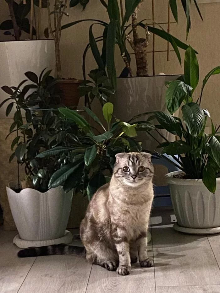 King of the home jungle - My, cat, Pets