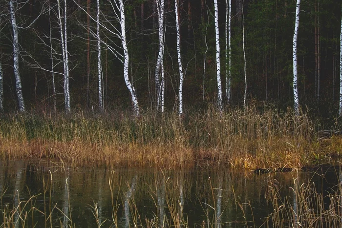 The beauty and pain of nature. Karakan, Ob ??reservoir, Novosibirsk - My, Forest, Ob Reservoir, Pine, Garbage, Longpost