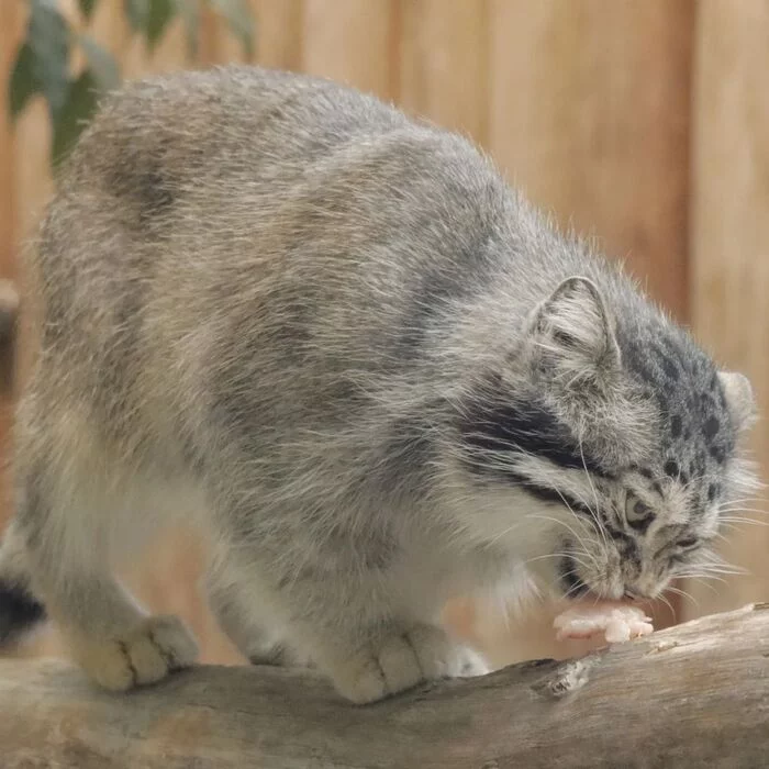 It won't be enough! not enough - Pet the cat, Pallas' cat, Small cats, Cat family, Mammals, Animals, Wild animals, Zoo, The photo, Fluffy, Feeding, Longpost