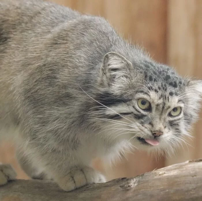 It won't be enough! not enough - Pet the cat, Pallas' cat, Small cats, Cat family, Mammals, Animals, Wild animals, Zoo, The photo, Fluffy, Feeding, Longpost