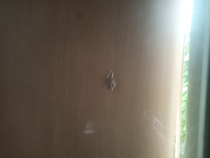 Вот такой житель поселился на щите для окна)))