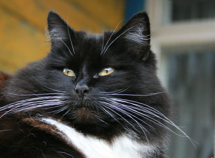 Месть кота Варфоломея Домашние животные, Авторский рассказ, Кот, Длиннопост