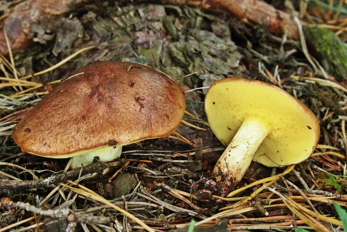 How to pick mushrooms in the Crimea - My, Mushrooms, Crimea, Esculent, Collection, Tricholoma, Redheads, Longpost