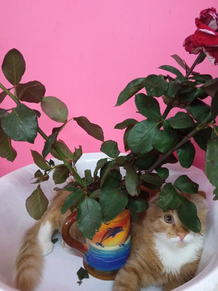 Red blooming - My, Redheads, Flowers, cat, Longpost