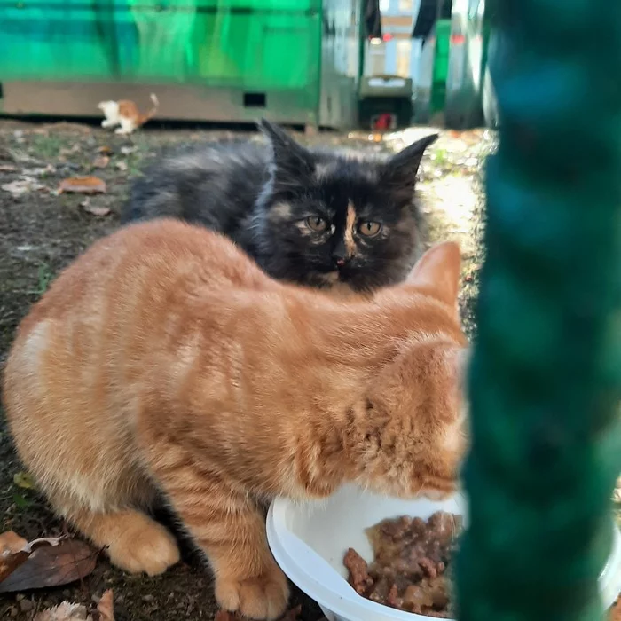 Butovo. Kittens freeze under the veranda. Need a house8909 001 6668 5 units - No rating, Homeless animals, Animals, Volunteering, Help, cat, Redheads, Tricolor cat, Longpost, Butovo