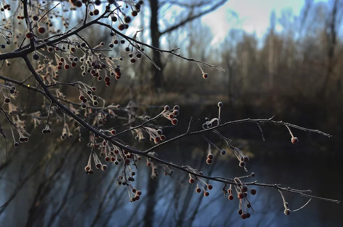 froze - My, Krasnoyarsk region, Shushenskoye, The photo, Autumn, freezing, Siberia, Forest