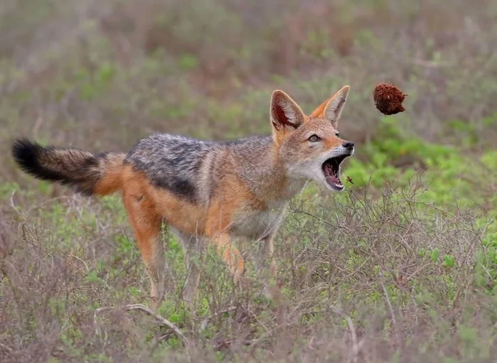 There's deliciousness inside - Jackal, Canines, Predatory animals, Mammals, Wild animals, wildlife, Nature, National park, South Africa, The photo, Manure