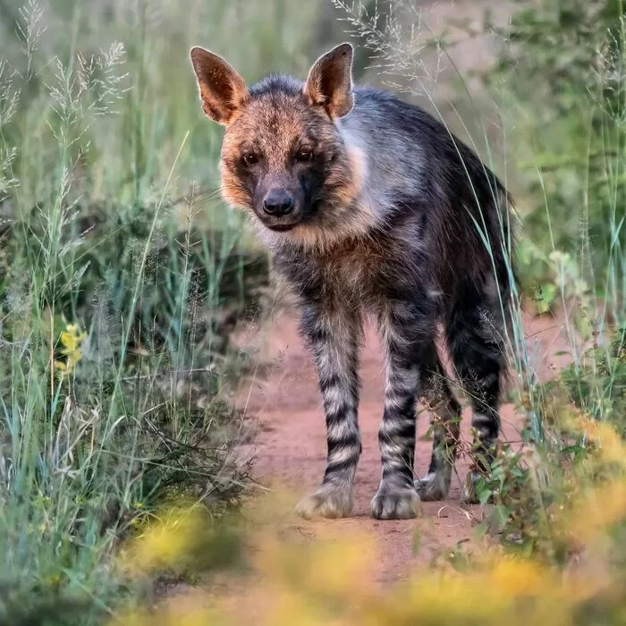 The passage is paid. For a yummy - Brown hyena, Hyena, Predatory animals, Mammals, Wild animals, wildlife, Nature, Reserves and sanctuaries, South Africa, The photo