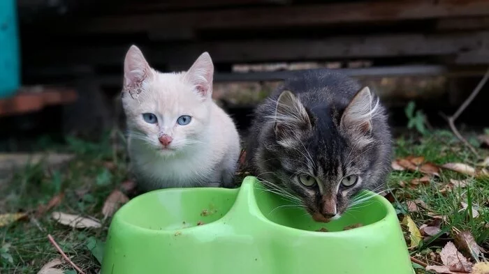 Kittens in the country are looking for a home (Gzhel) - My, Volunteering, Helping animals, Animal Rescue, Kittens, Cat family, Homeless animals, Dacha, Veterinary, In good hands, Help, No rating, Video, Longpost