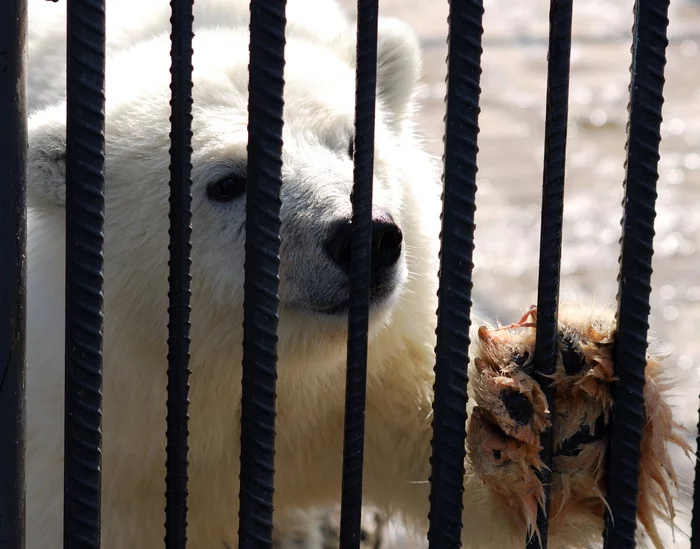 High five! - My, The photo, Krasnoyarsk, Siberia, Menagerie, Wild animals, The Bears, Teddy bears, Polar bear, Paws, Animals