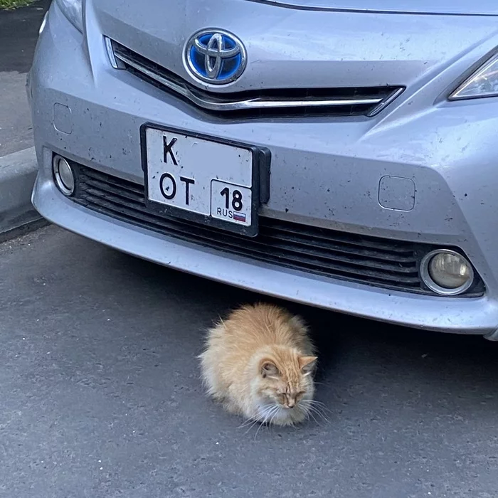 Sweet coincidence - My, cat, Car plate numbers, Coincidence