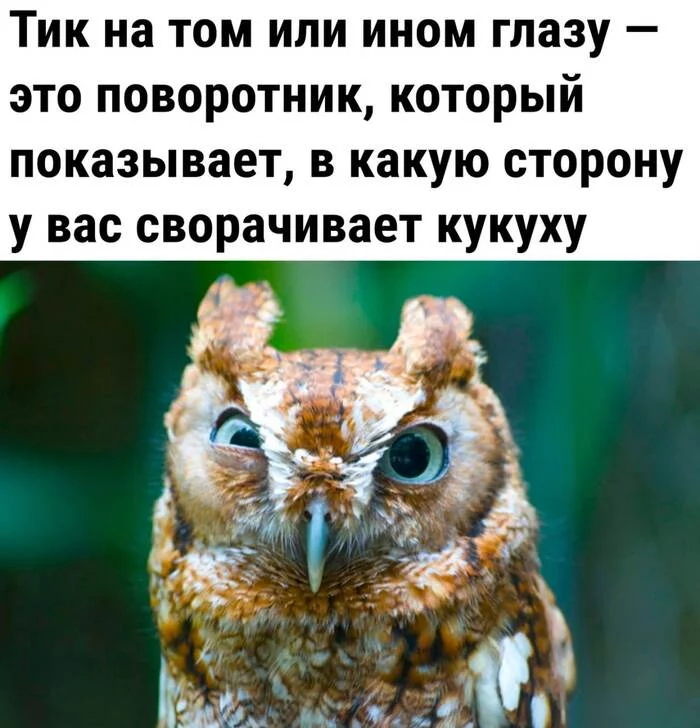 I'll take note - Memes, Humor, Picture with text, Owl, nervous tic, Eyes