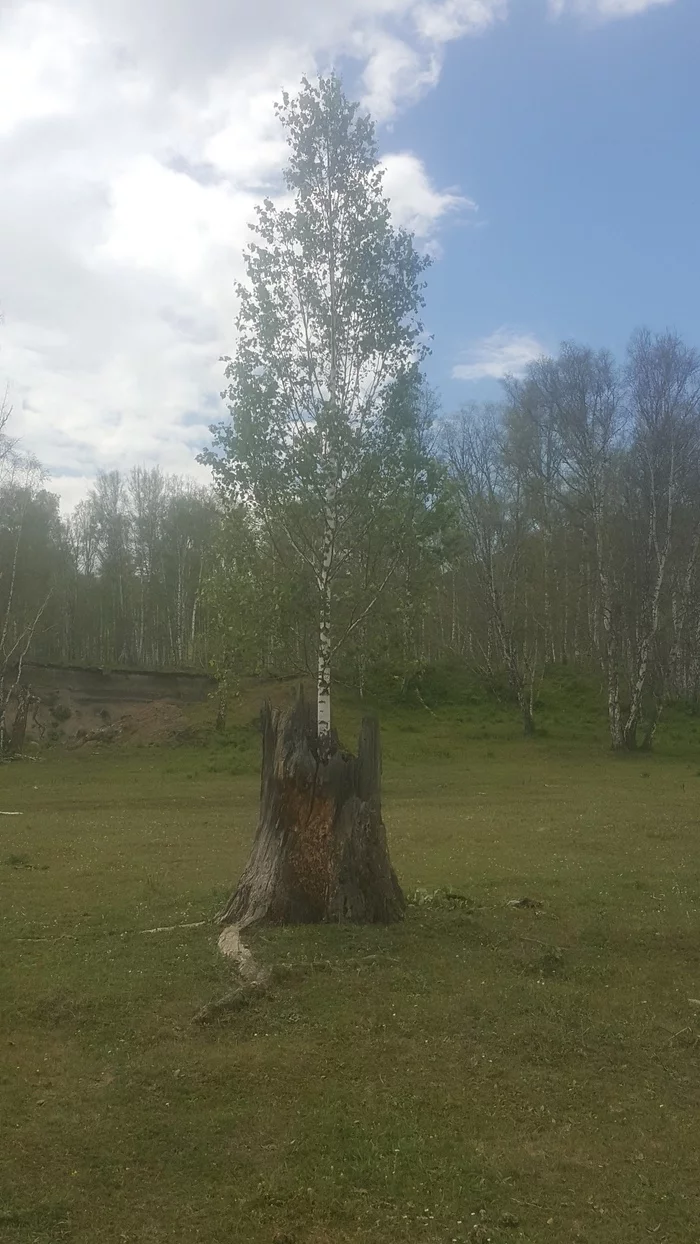 Жизнь - Моё, Путешествия, Туризм, Природа, Жизненно, Туристы, Отдых на природе, Поход, Отдых, Жизнь, Дерево, Лес