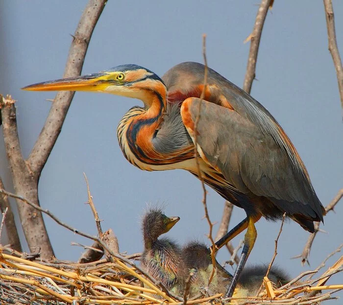 Several types of herons live in the Kuban - white, red and yellow - Краснодарский Край, Nature, Birds, The photo, Pond, Kuban, River, Longpost, Heron