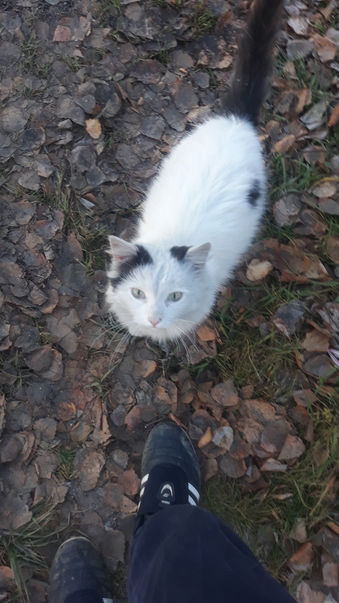 Cat , , 