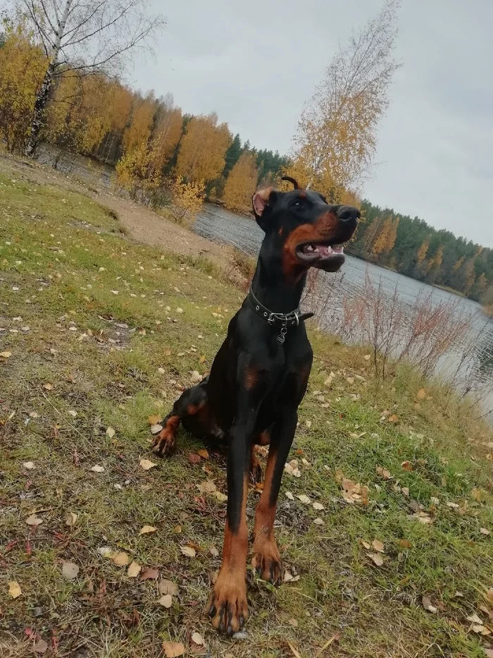 Favorite handsome man! - My, Dog, Doberman, Animals, Pets